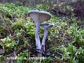 Cantharellula umbonata-amf800-1